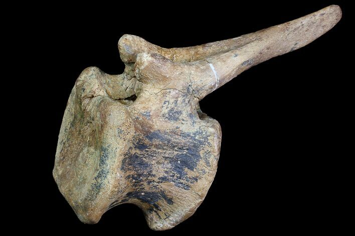 Tall Edmontosaurus (Duck-Billed Dinosaur) Vertebrae - SD #92780